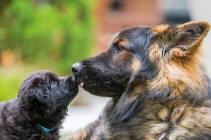 Contact Centers Need a Generational Translation Layer Before Gen Alpha Arrives