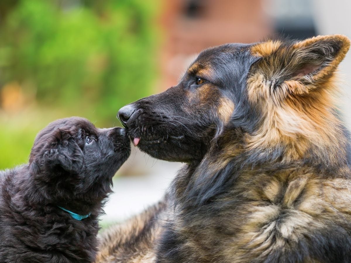 Contact Centers Need a Generational Translation Layer Before Gen Alpha Arrives
