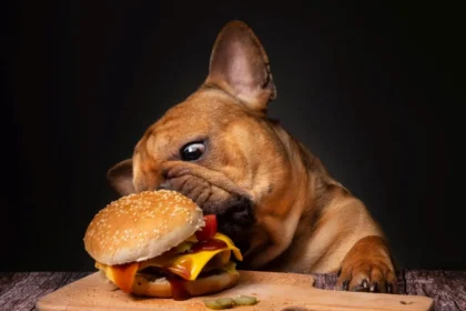 Your AI Chatbot Just Made My Cheeseburger Order Worse