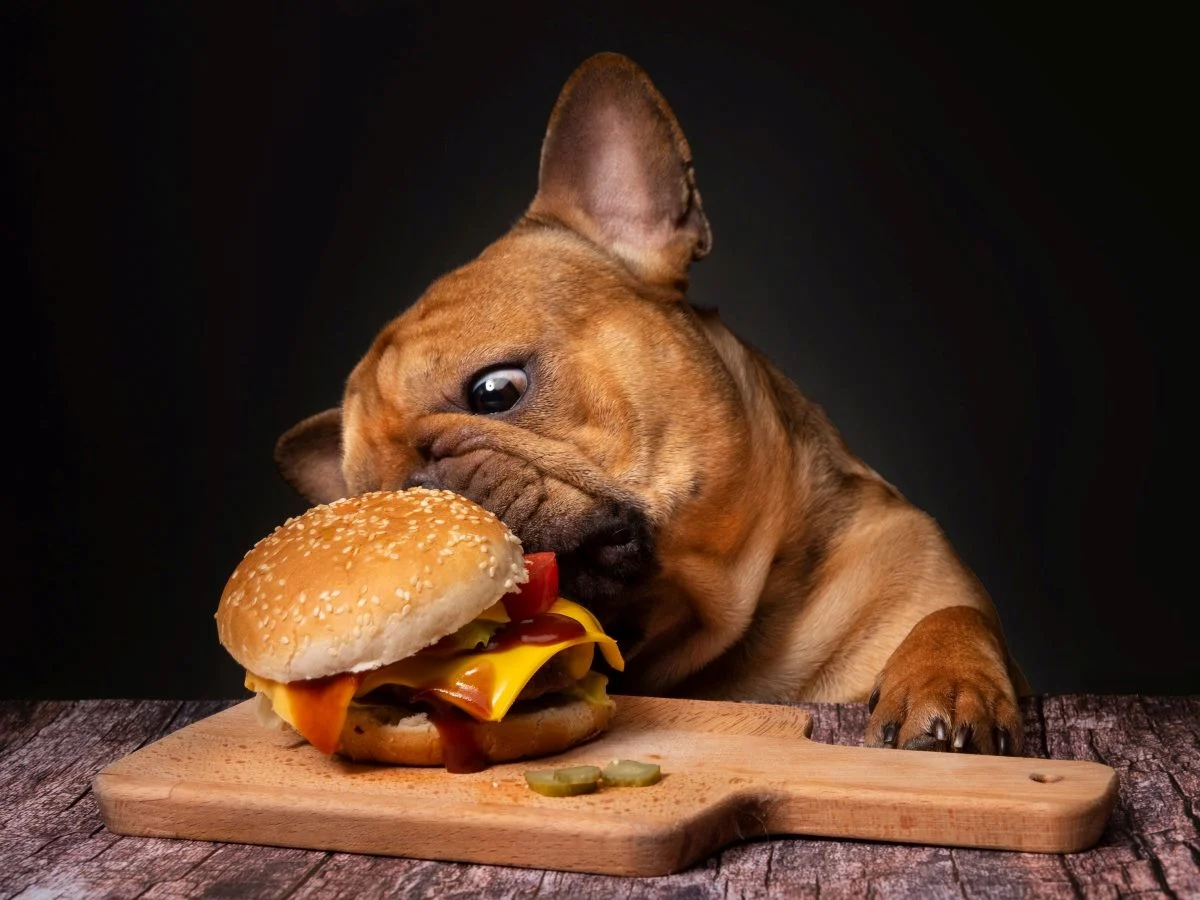 Your AI Chatbot Just Made My Cheeseburger Order Worse