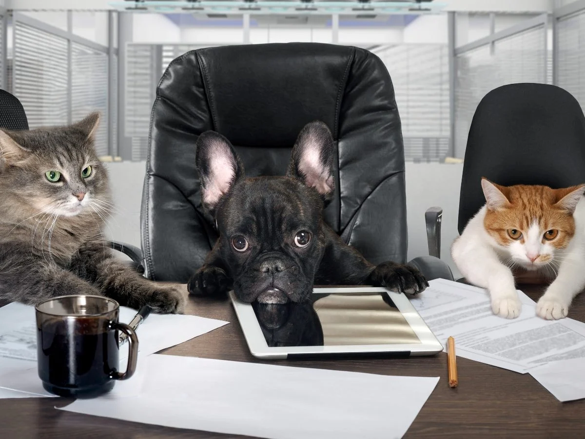 What Actual CFOs Want From Your CX Business Case