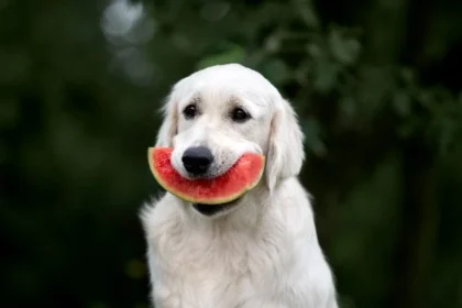 The Watermelon Effect: Why Happy Dashboards Hide Unhappy Customers