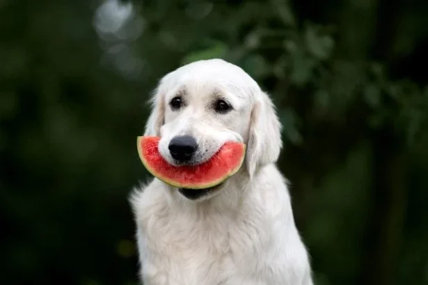 The Watermelon Effect: Why Happy Dashboards Hide Unhappy Customers