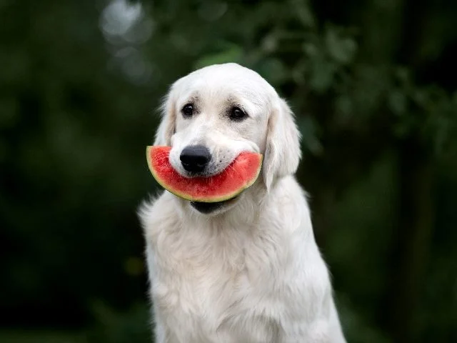 The Watermelon Effect: Why Happy Dashboards Hide Unhappy Customers